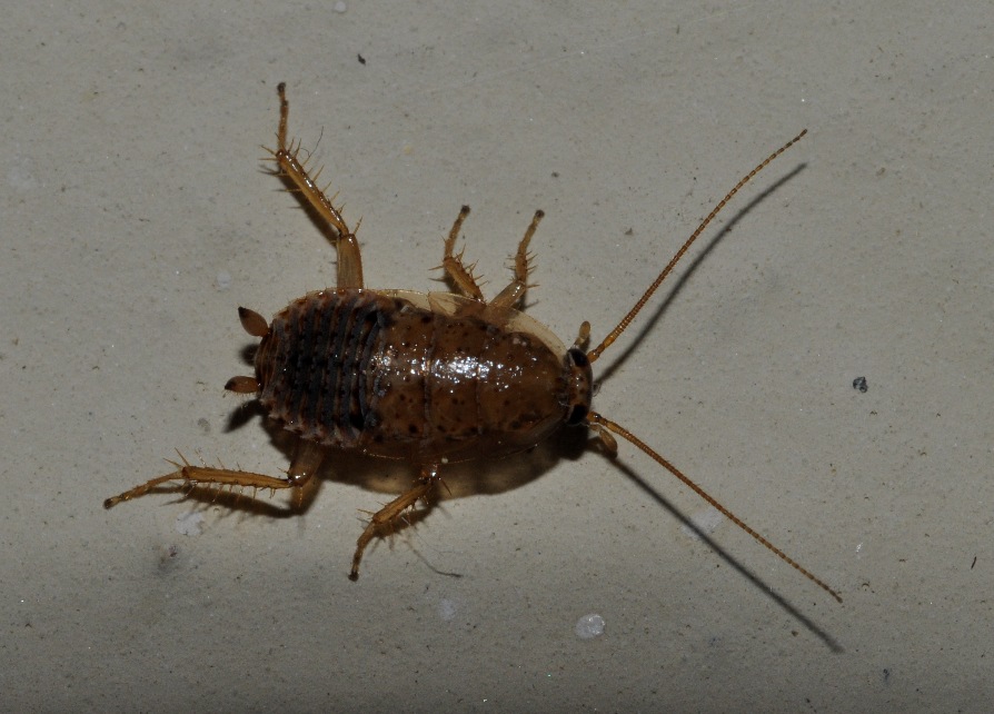 Ectobius cf. pallidus (Olivier, 1789)