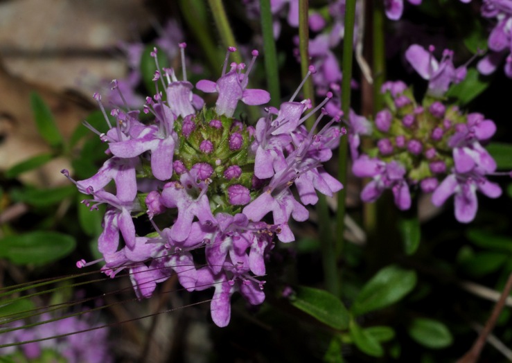 Thymus?