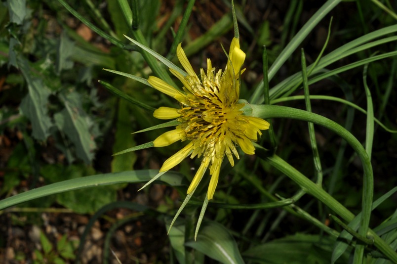 Tragopogon dubius / Barba di Becco a tromba