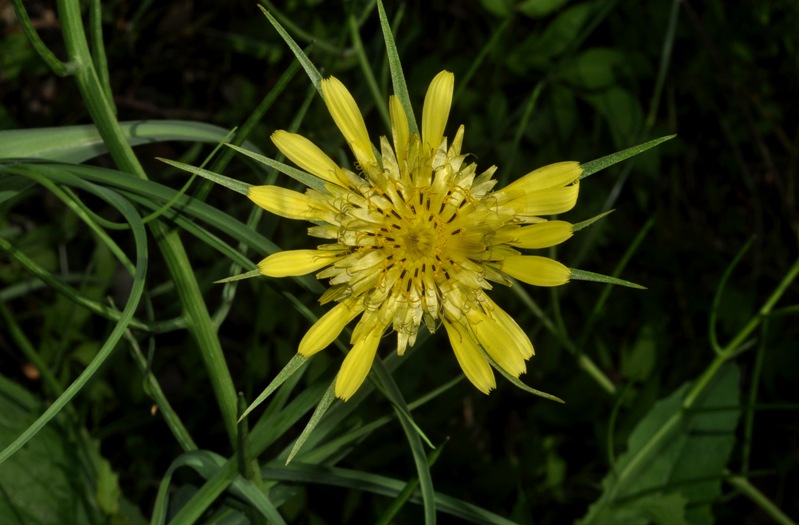 Tragopogon dubius / Barba di Becco a tromba