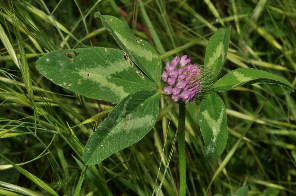 Trifolium pratense