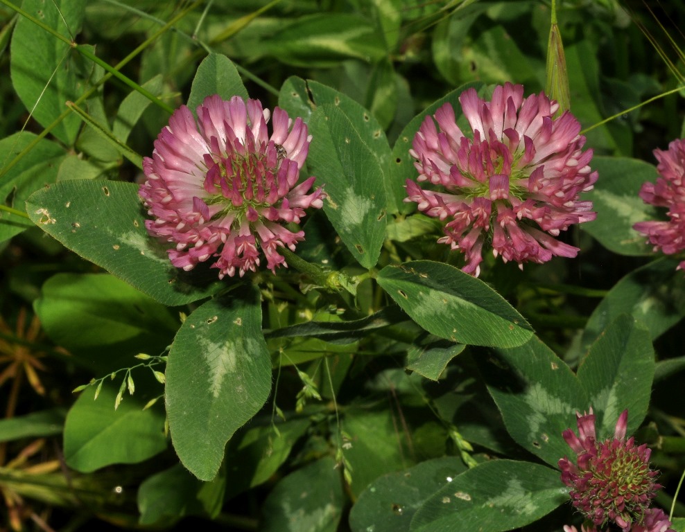 Trifolium pratense