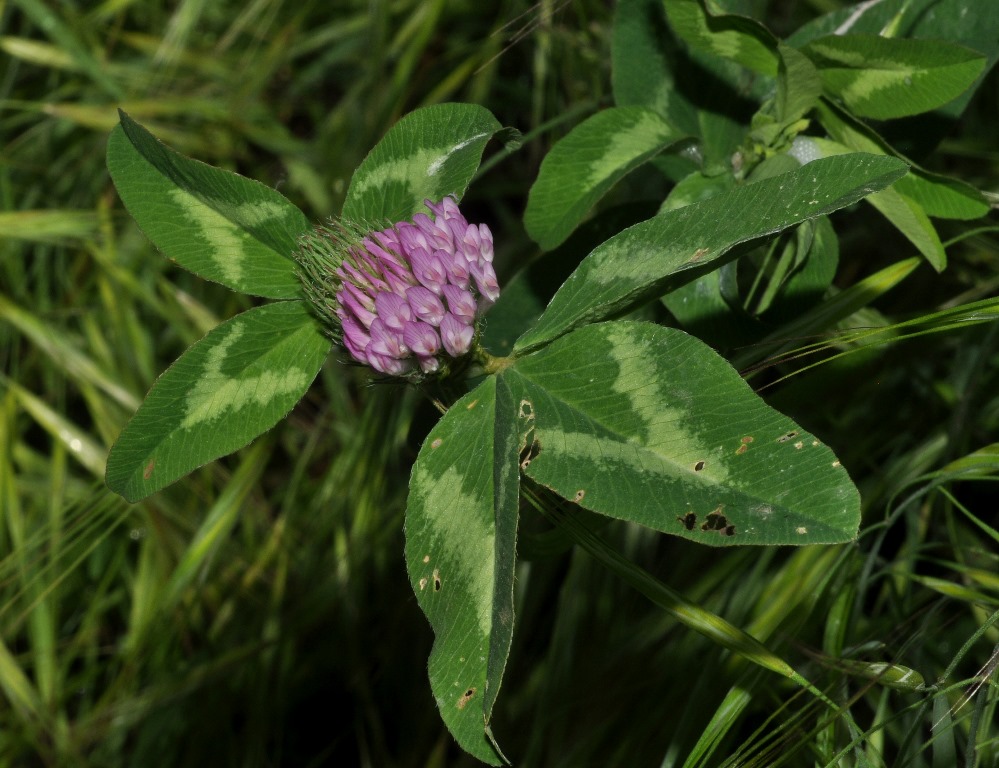 Trifolium pratense