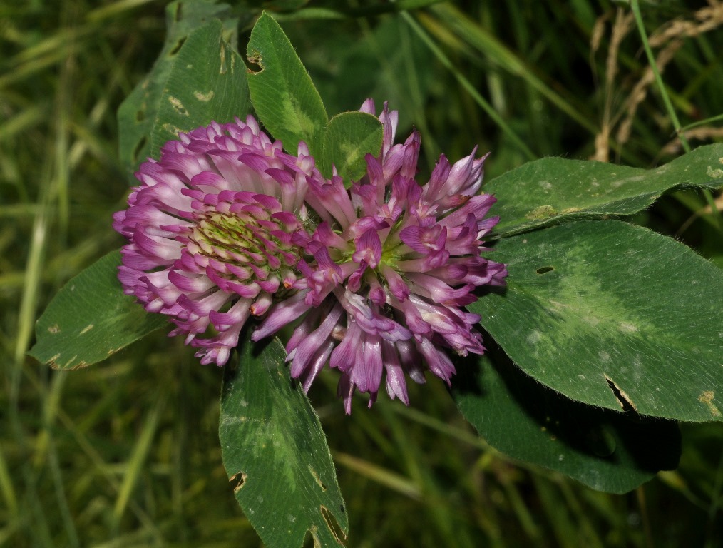 Trifolium pratense