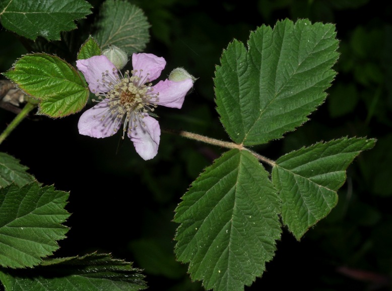 Rubus ulmifolius