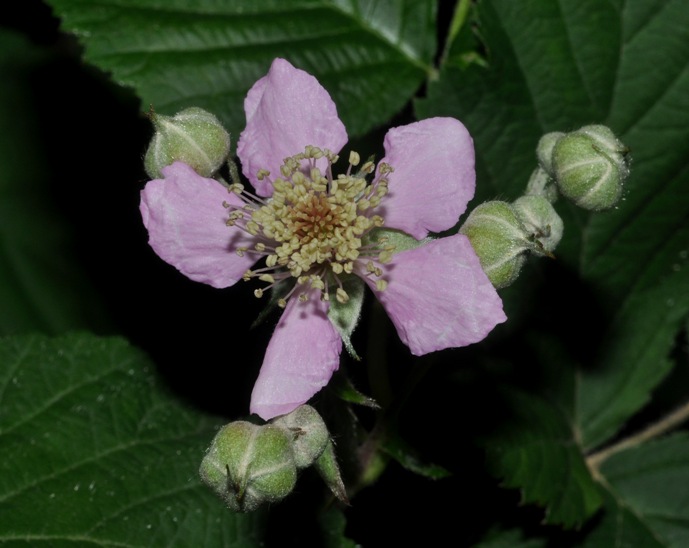 Rubus ulmifolius