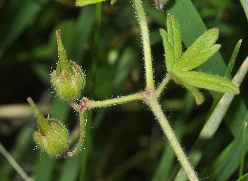 Geranium molle