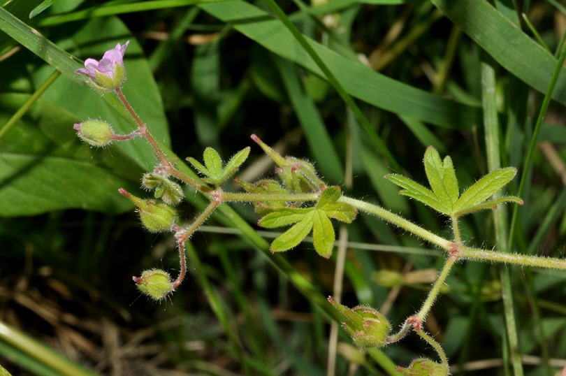 Geranium molle