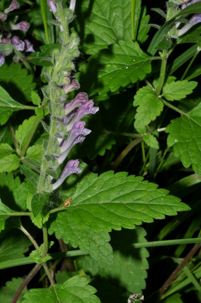 Scutellaria columnae / Scutellaria di Colonna