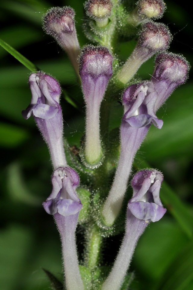 Scutellaria columnae / Scutellaria di Colonna