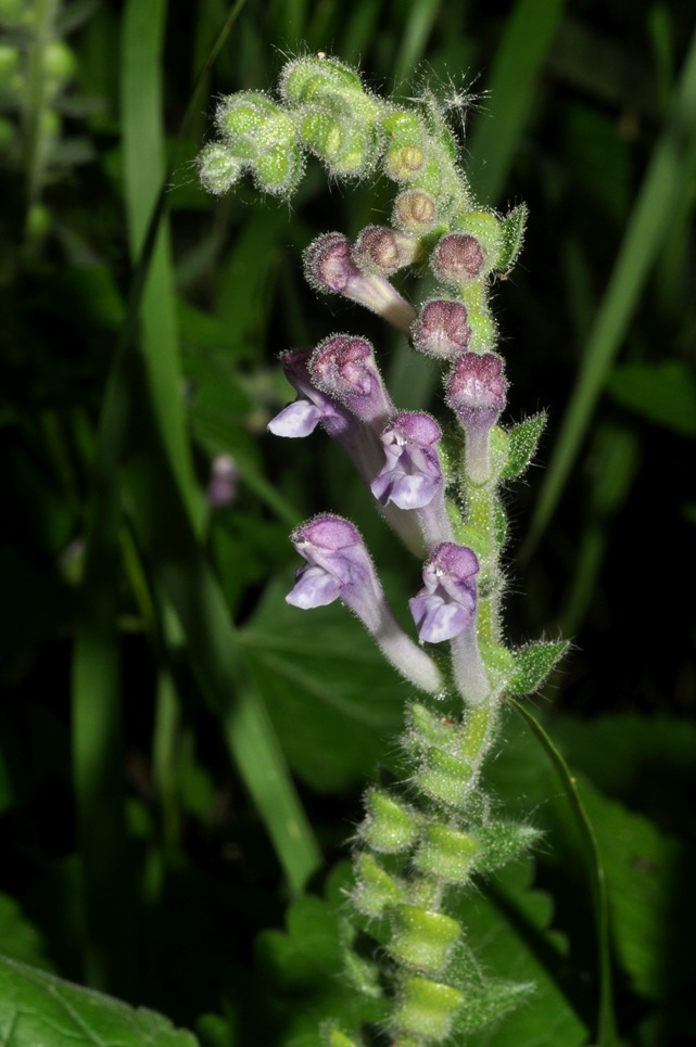 Scutellaria columnae / Scutellaria di Colonna