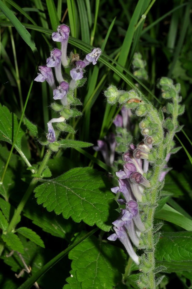 Scutellaria columnae / Scutellaria di Colonna