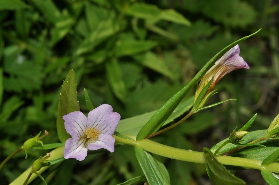 Gratiola officinalis / Gratiola, graziella