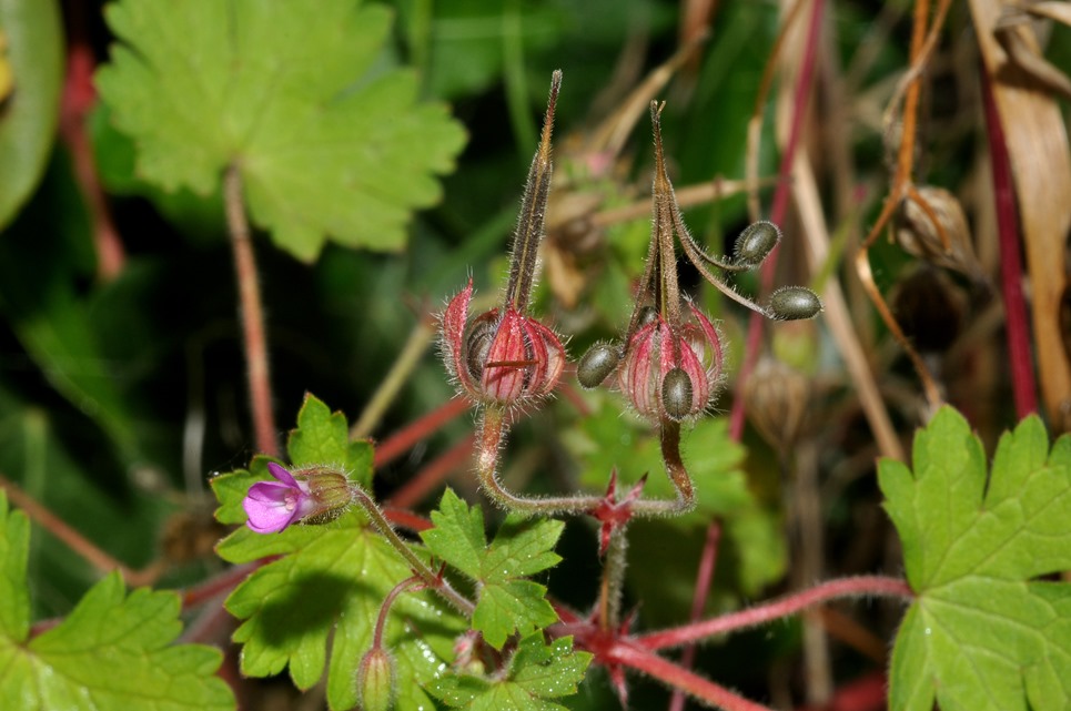 Geranium rotundifolium con frutti