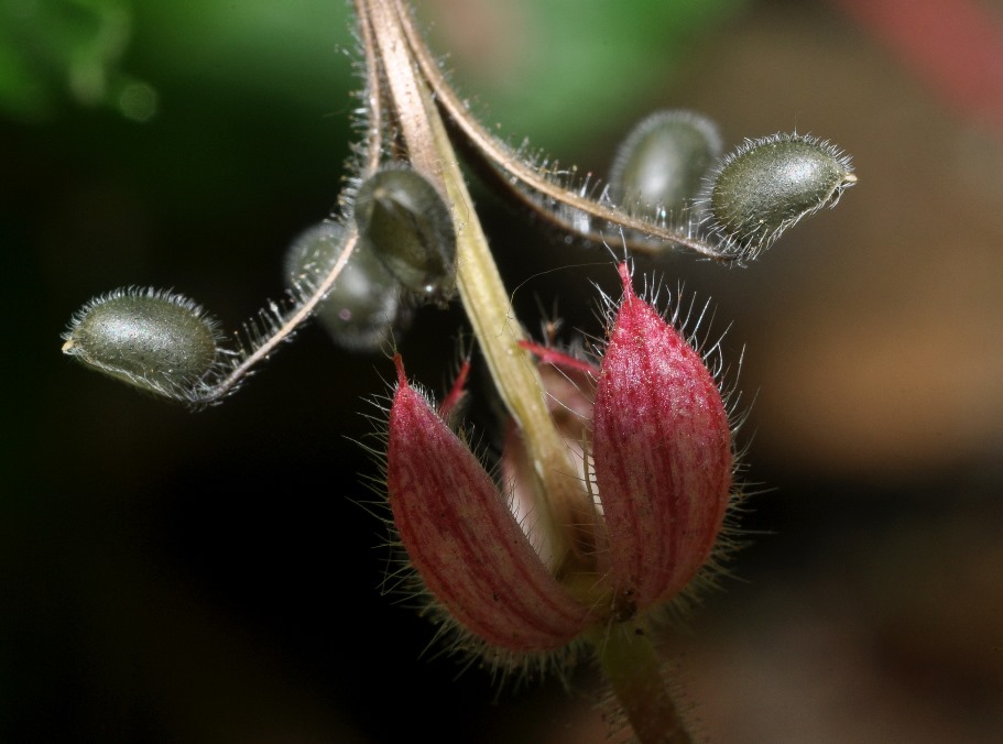 Geranium rotundifolium con frutti