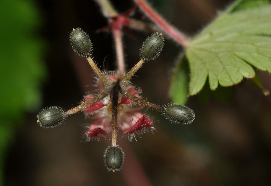 Geranium rotundifolium con frutti