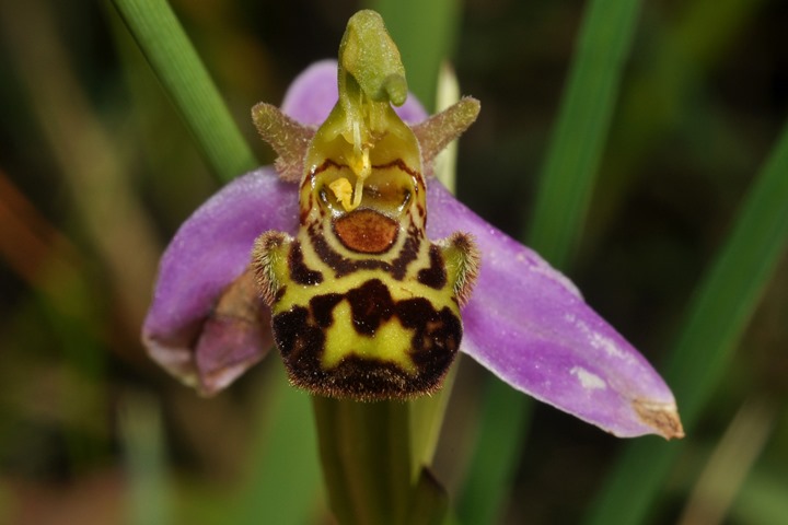 conferma per Ophrys apifera