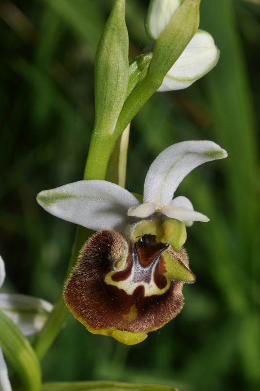 Ophrys appennina / Ofride degli Appennini