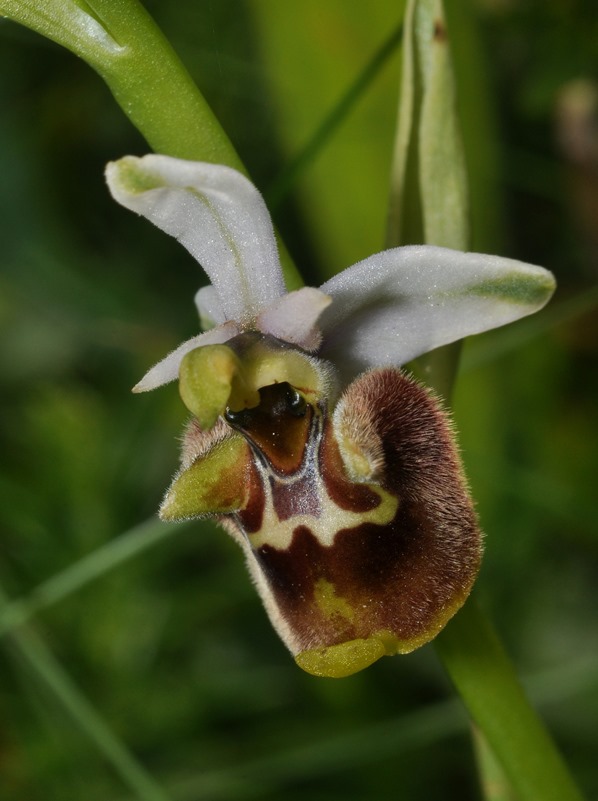 Ophrys appennina / Ofride degli Appennini