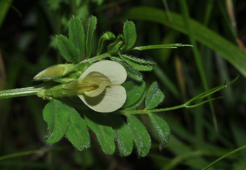 Vicia hybrida