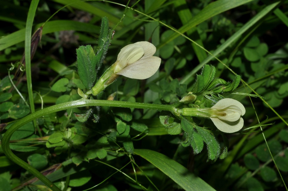 Vicia hybrida