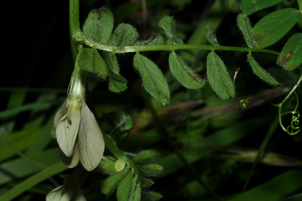 Vicia hybrida