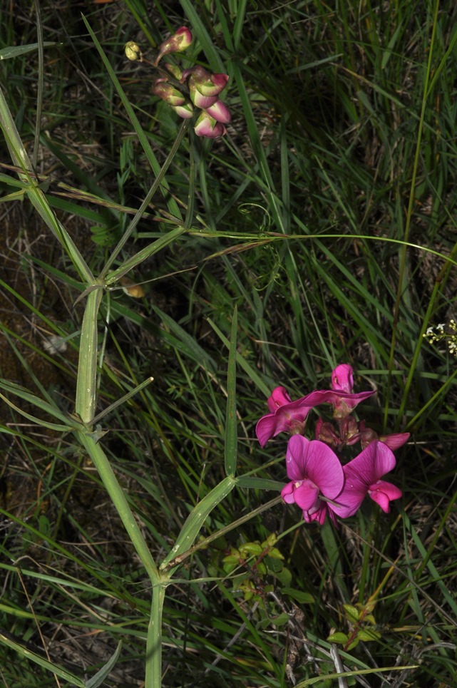 Lathyrus sylvestris