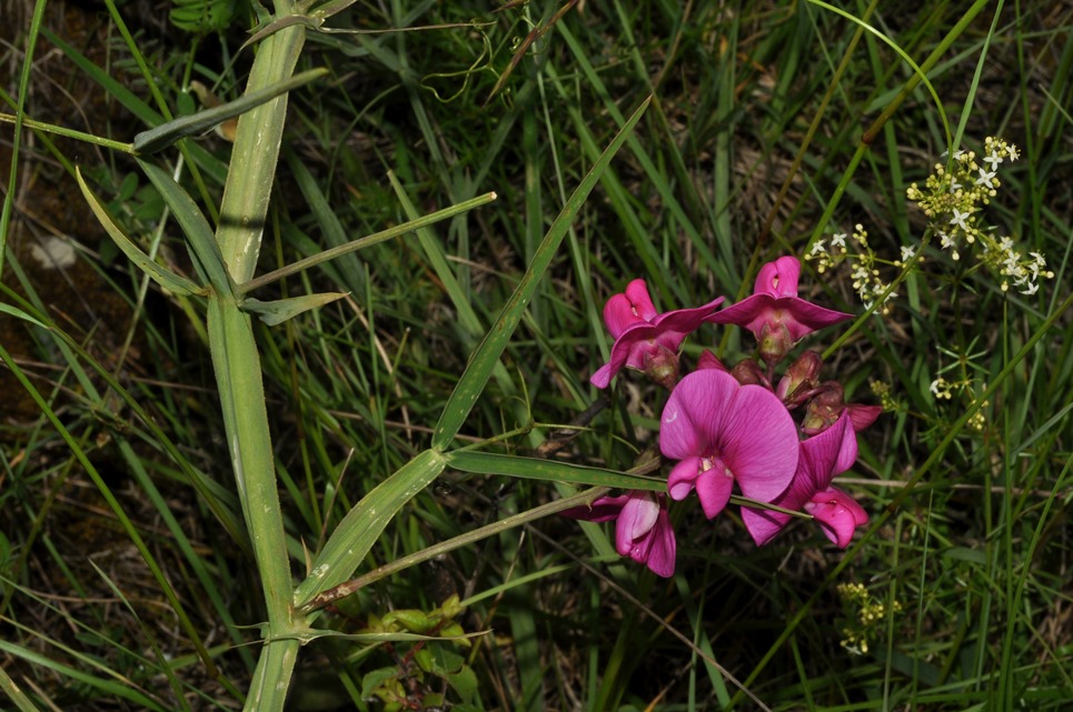 Lathyrus sylvestris