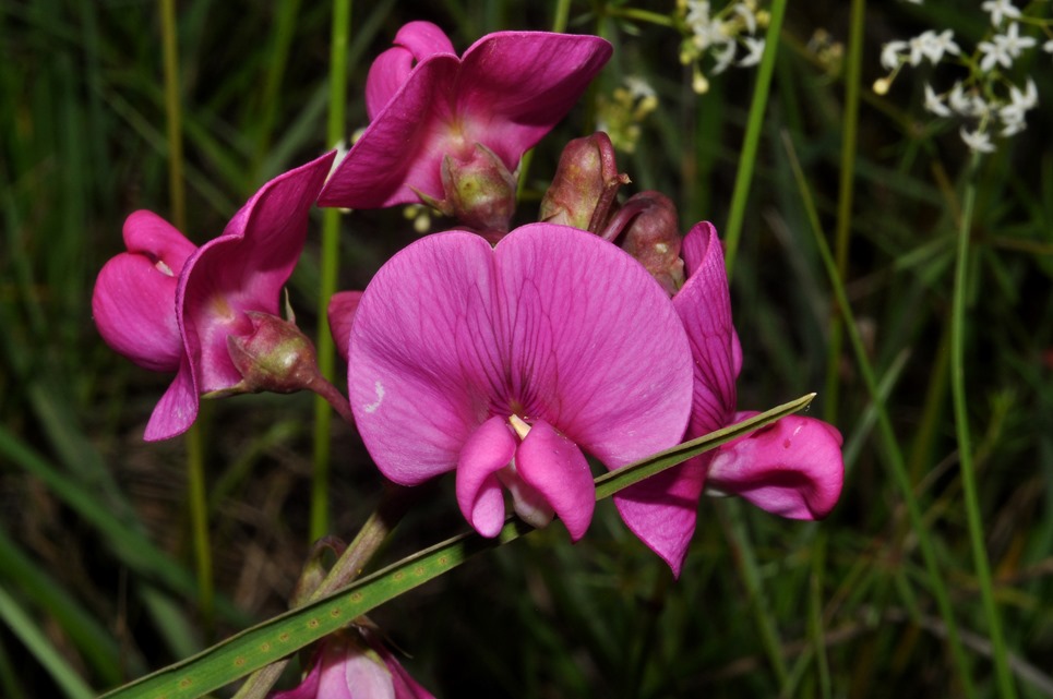 Lathyrus sylvestris