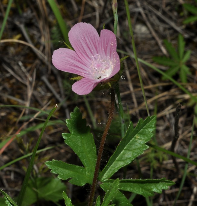 Althaea hirsuta