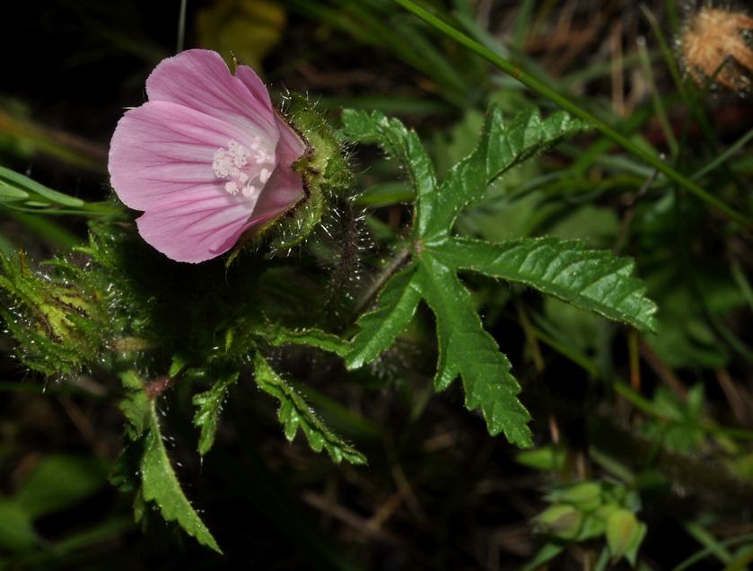 Althaea hirsuta