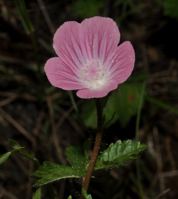 Althaea hirsuta