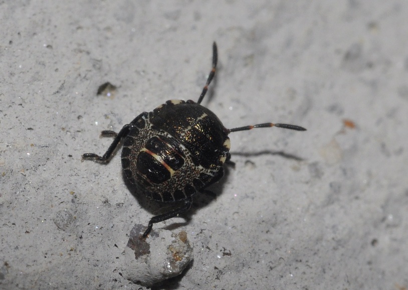 neanide da id. Forse Eurygaster sp.