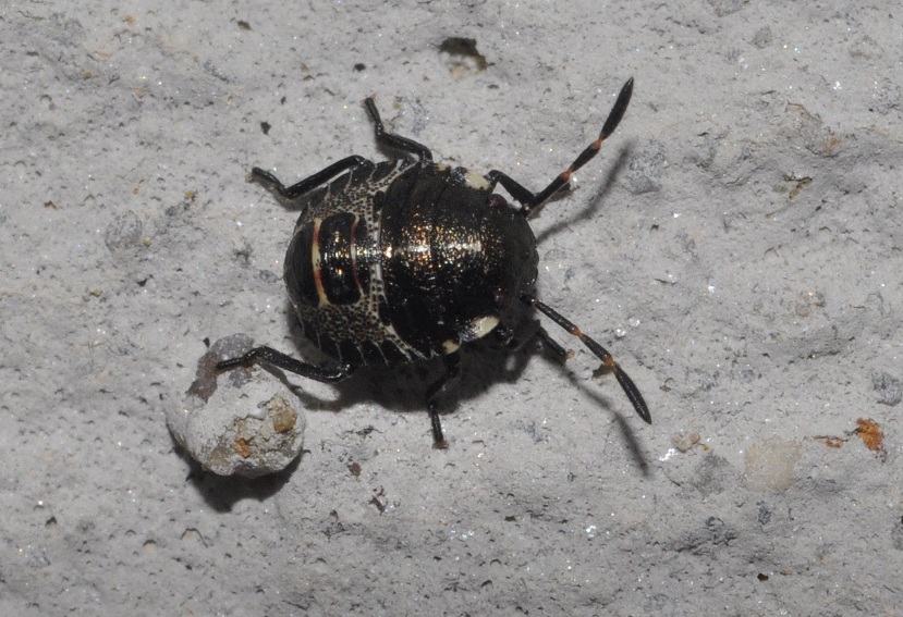 neanide da id. Forse Eurygaster sp.