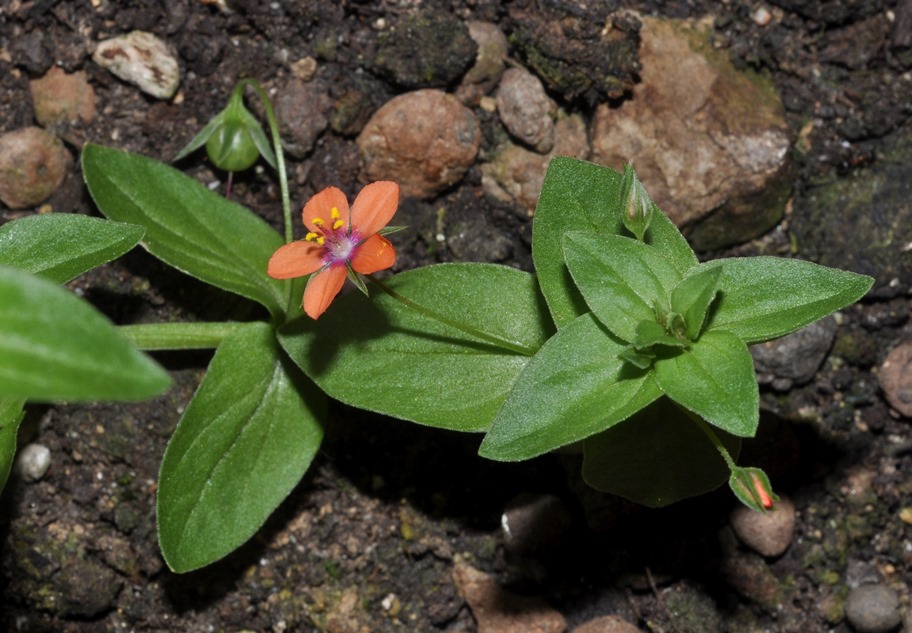 Lysimachia (=Anagallis) arvensis