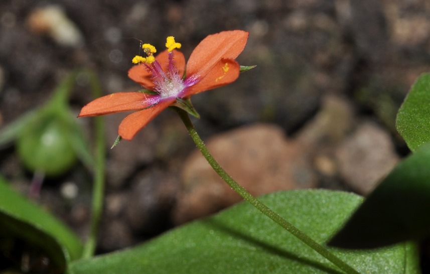 Lysimachia (=Anagallis) arvensis