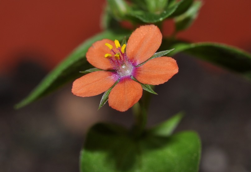 Lysimachia (=Anagallis) arvensis