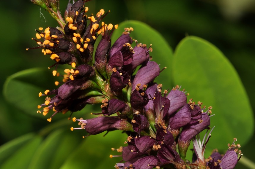 Amorpha fruticosa / Indaco bastardo