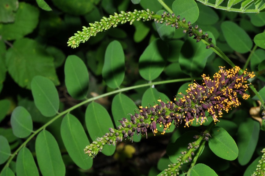 Amorpha fruticosa / Indaco bastardo