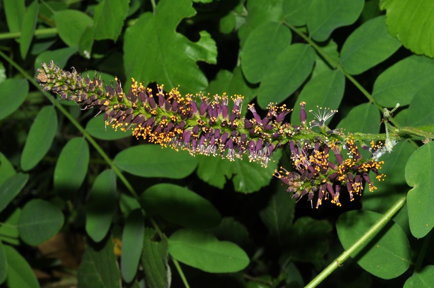 Amorpha fruticosa / Indaco bastardo