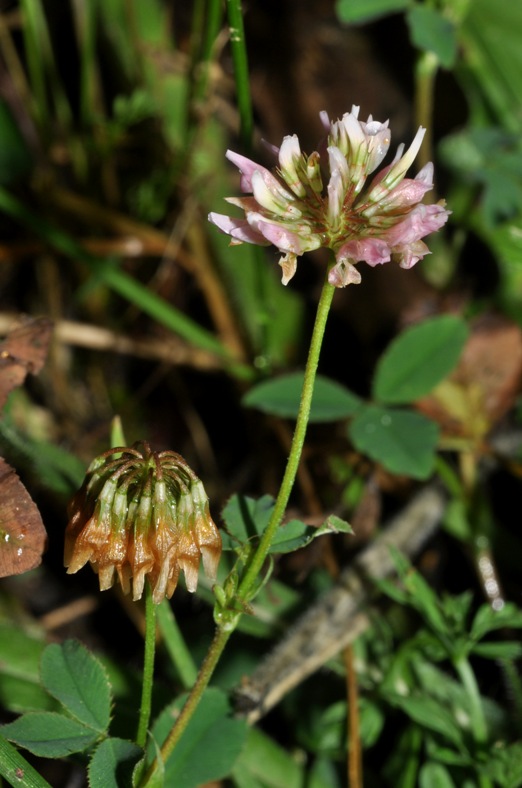 Trifolium hybridum / Trifoglio ibrido