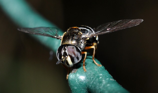 Syrphidae: Paragus...