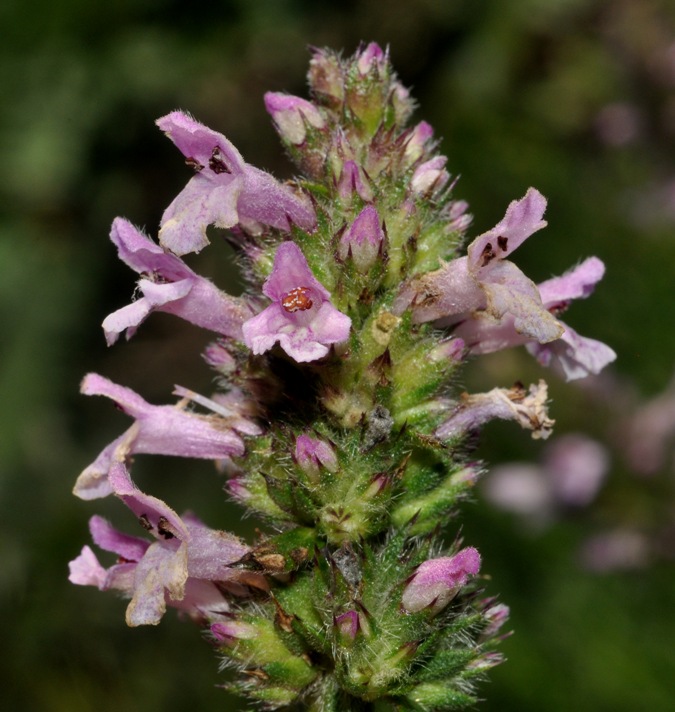 Lamiaceae: ....Stachys officinalis