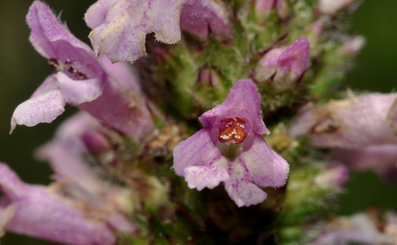 Lamiaceae: ....Stachys officinalis