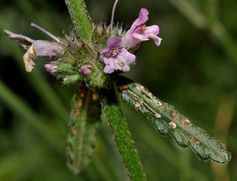 Lamiaceae: ....Stachys officinalis