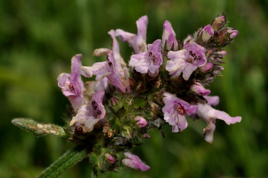 Lamiaceae: ....Stachys officinalis