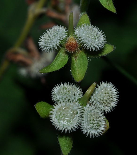 frutti (credo) da determinare - Cynoglossum sp.