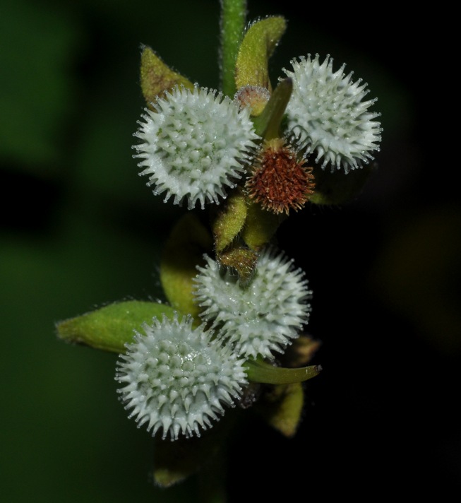 frutti (credo) da determinare - Cynoglossum sp.