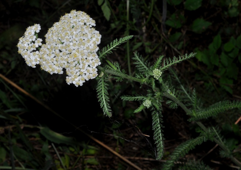 Asterales: Achillea...