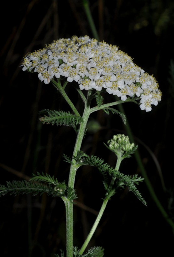 Asterales: Achillea...